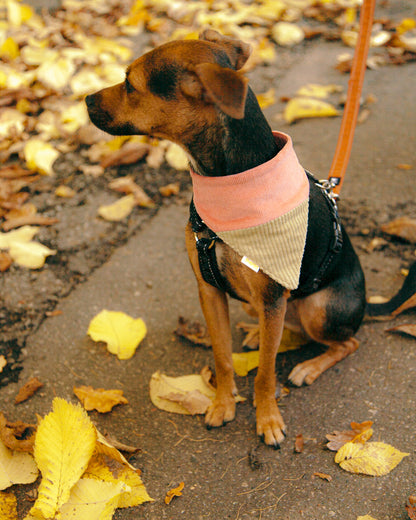 Koerte bandana mannavaht & kukeseen